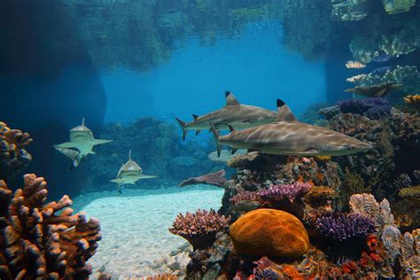 Shark reef aquarium photos - Browse 176 reef shark aquarium stock photos and images available, or start a new search to explore more stock photos and images. of 3. 